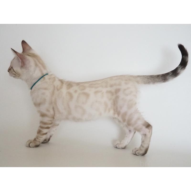 販売中の神奈川県のベンガル-133447の7枚目