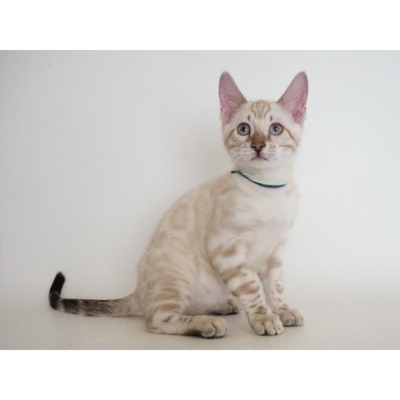 販売中の神奈川県のベンガル-133447の6枚目