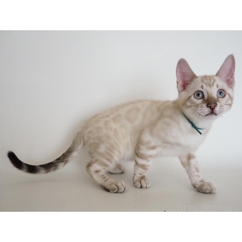 販売中の神奈川県のベンガル-133447の5枚目