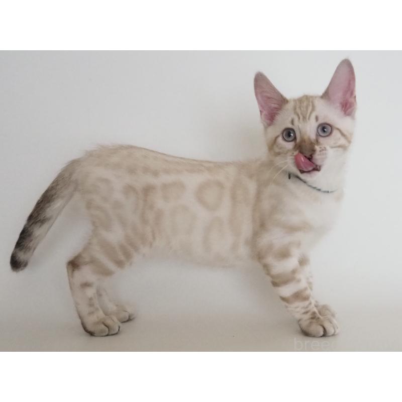 販売中の神奈川県のベンガル-133447の1枚目