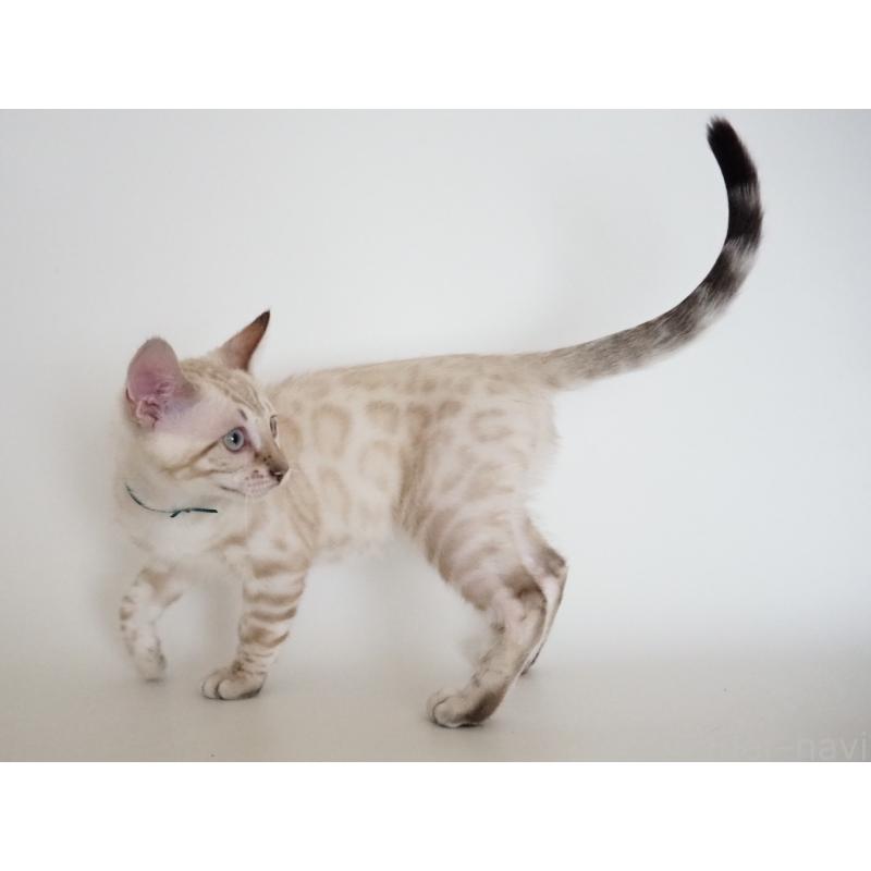 販売中の神奈川県のベンガル-133447の3枚目