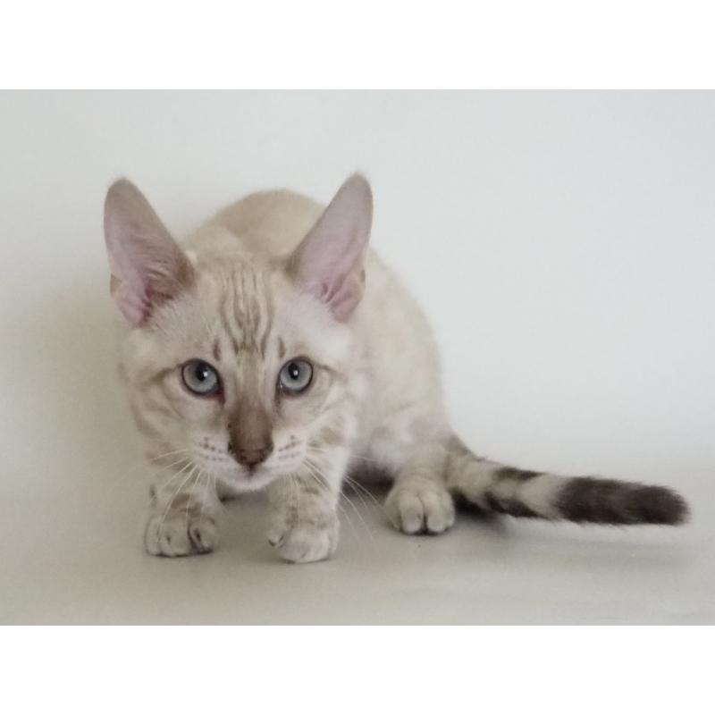 販売中の神奈川県のベンガル-133445の11枚目