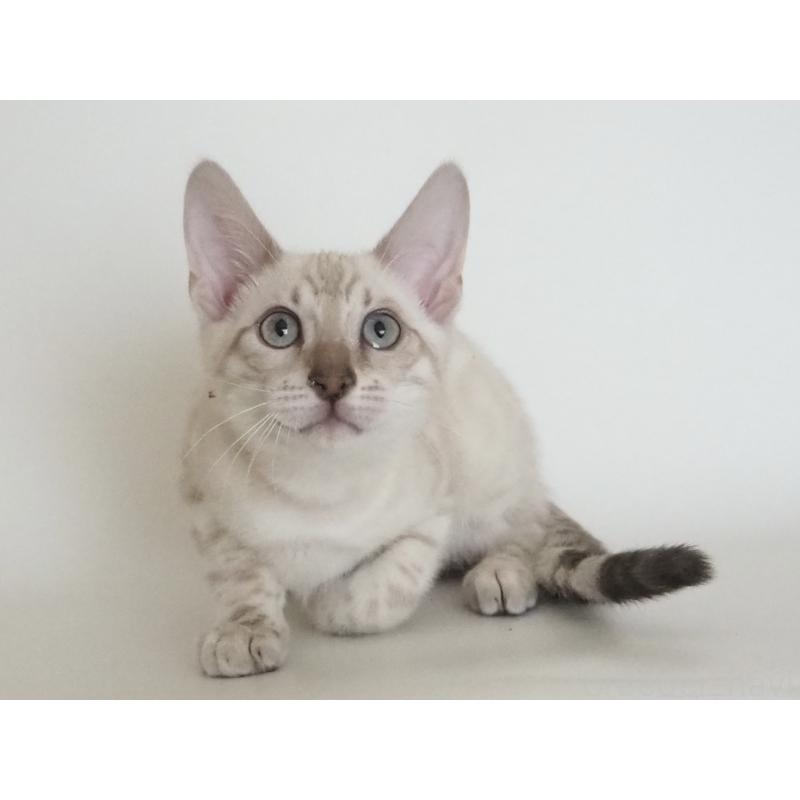 販売中の神奈川県のベンガル-133445の10枚目