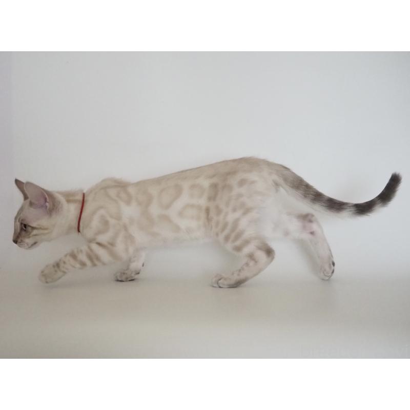 販売中の神奈川県のベンガル-133445の9枚目