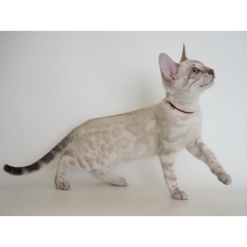 販売中の神奈川県のベンガル-133445の8枚目