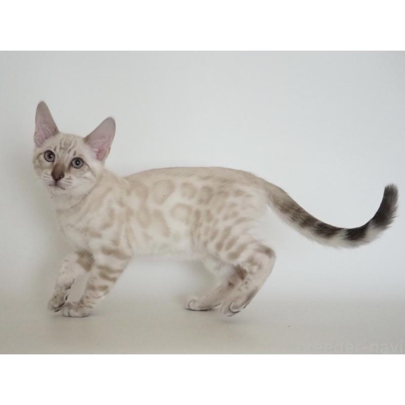 販売中の神奈川県のベンガル-133445の7枚目