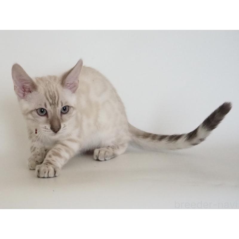 販売中の神奈川県のベンガル-133445の6枚目