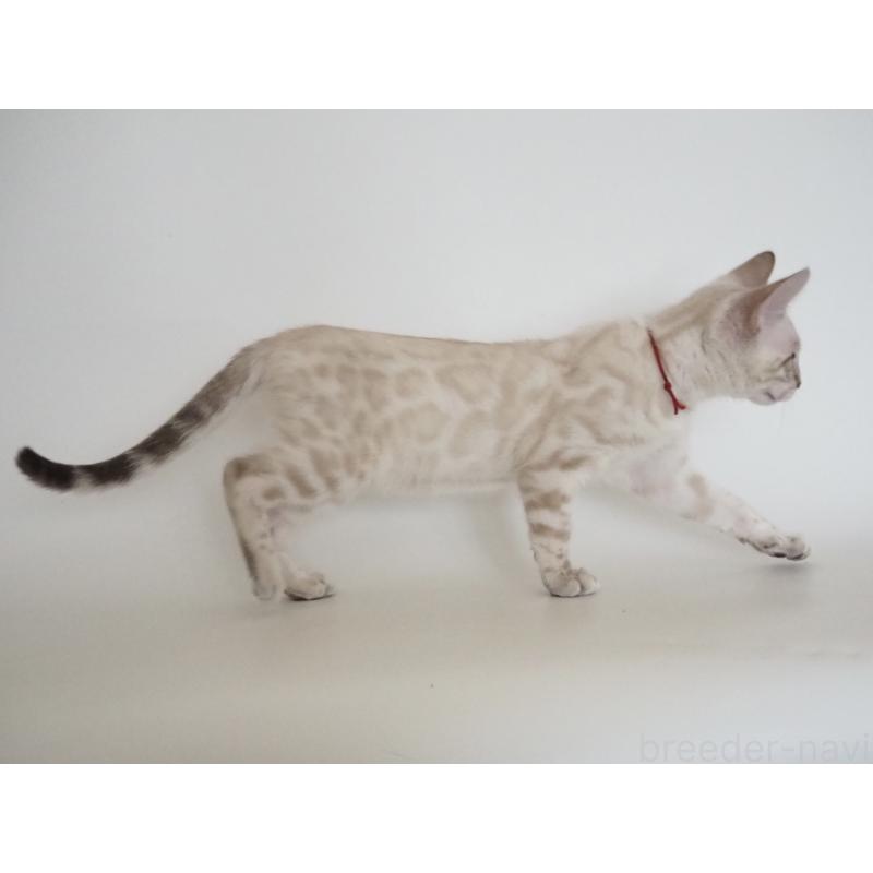 販売中の神奈川県のベンガル-133445の5枚目