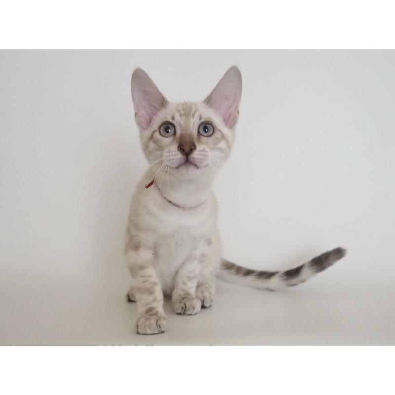 販売中の神奈川県のベンガル-133445の4枚目