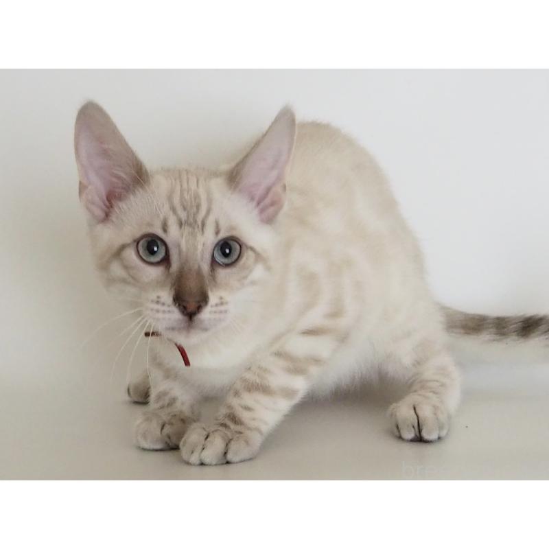 販売中の神奈川県のベンガル-133445の2枚目