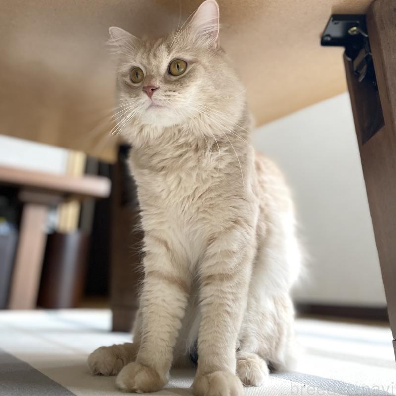 販売中の愛知県のマンチカン-135796の15枚目