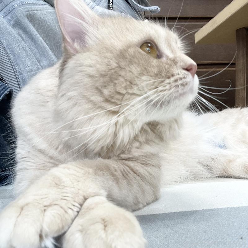 販売中の愛知県のマンチカン-135796の13枚目