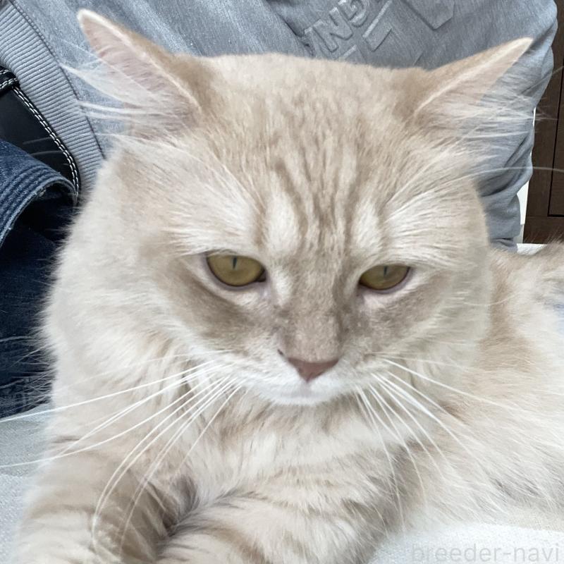 販売中の愛知県のマンチカン-135796の12枚目