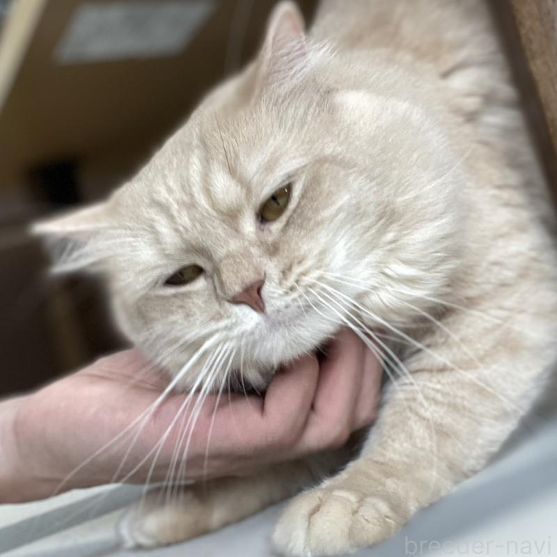 販売中の愛知県のマンチカン-135796の11枚目