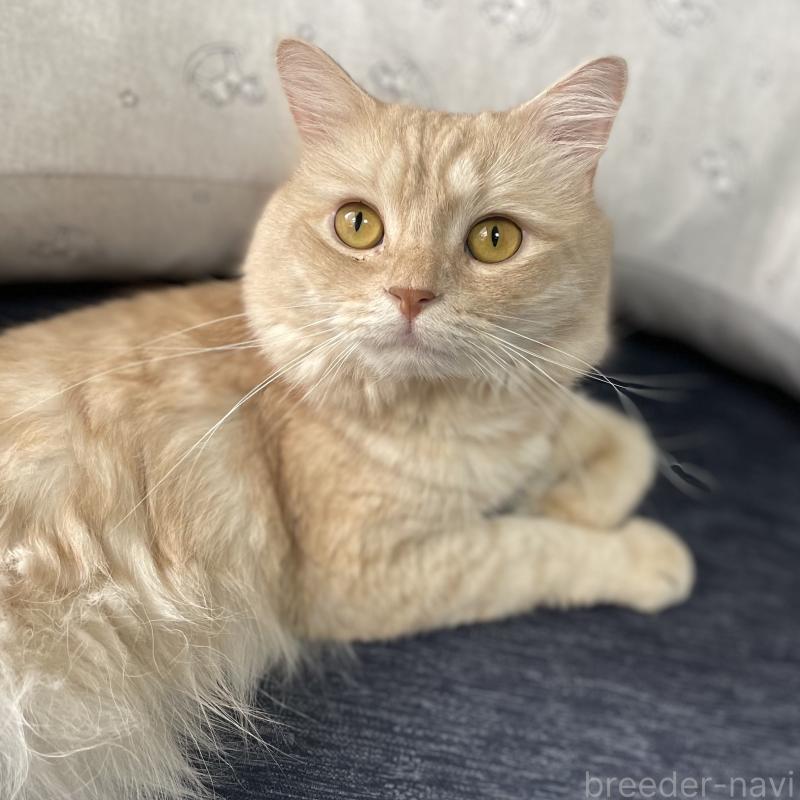 販売中の愛知県のマンチカン-135796の9枚目