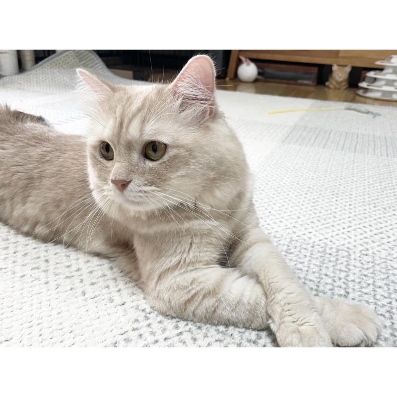 販売中の愛知県のマンチカン-135796の7枚目