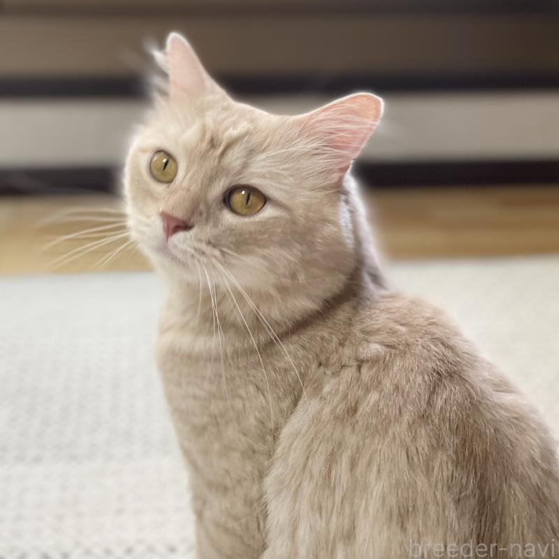 販売中の愛知県のマンチカン-135796の4枚目