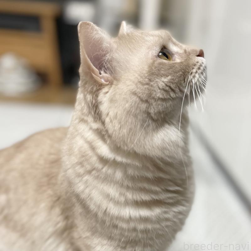 販売中の愛知県のマンチカン-135796の3枚目