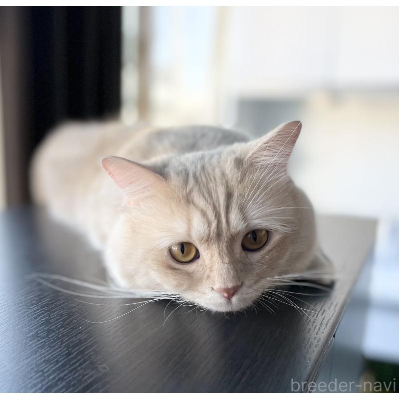 販売中の愛知県のマンチカン-135796の2枚目