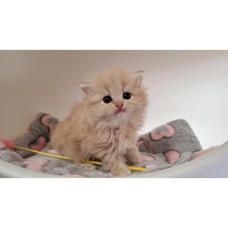 販売中の大阪府のミヌエット-135151