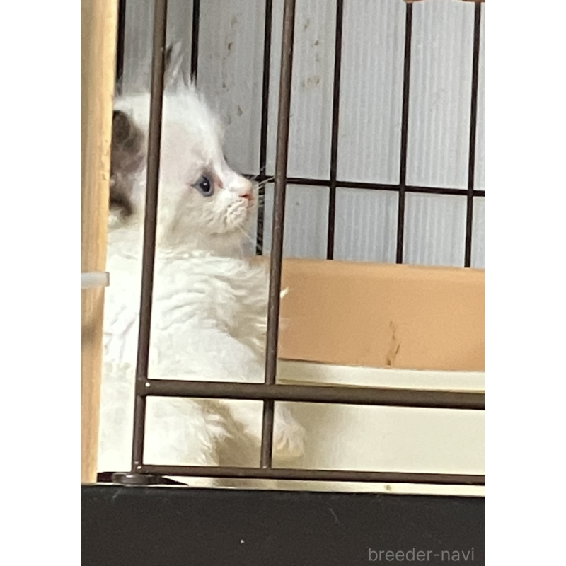 販売中の滋賀県のラグドール-135797の3枚目