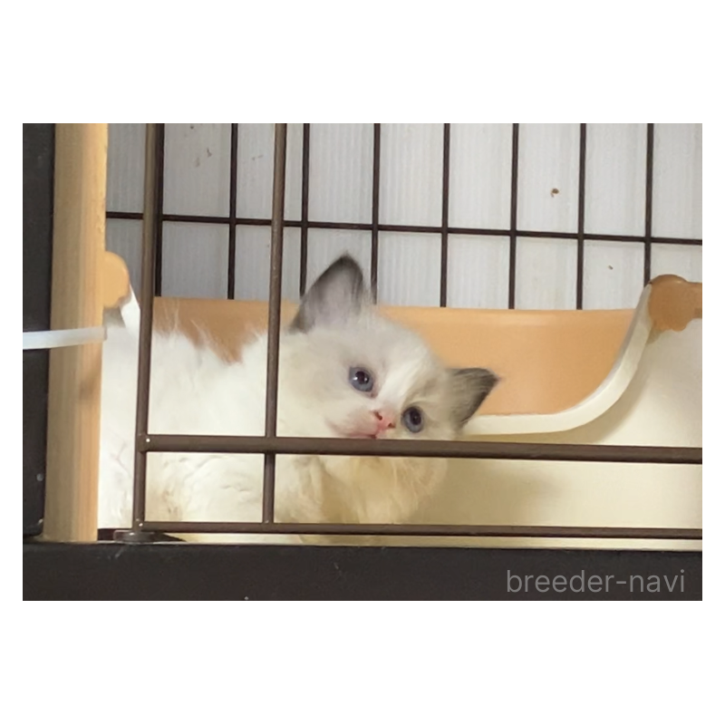 販売中の滋賀県のラグドール-135797の1枚目