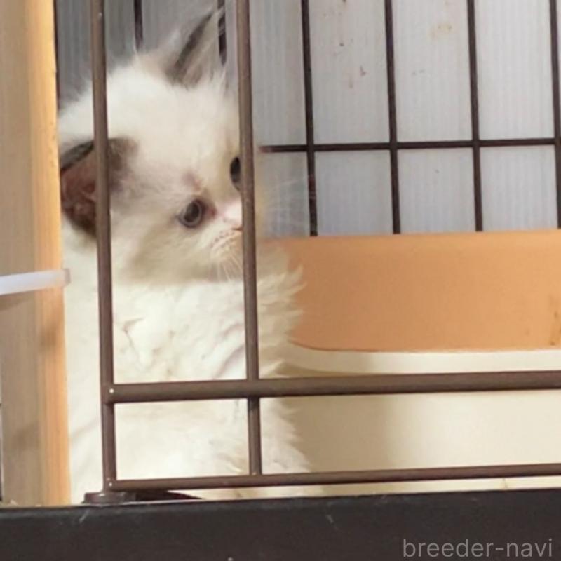 販売中の滋賀県のラグドール-135797の2枚目