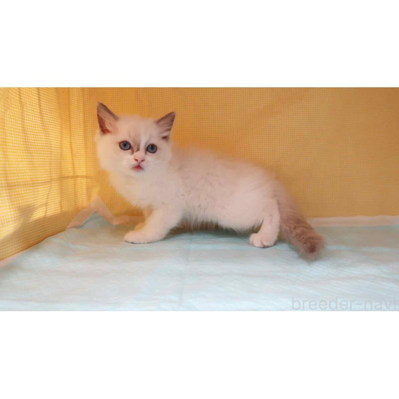 販売中の東京都のラグドール-135798の4枚目