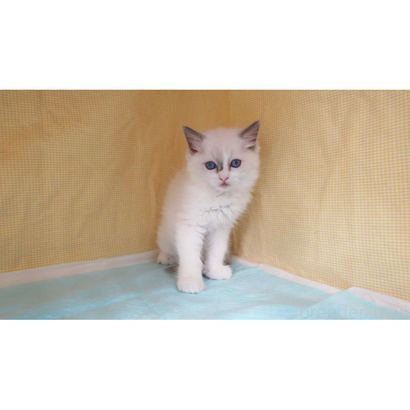 販売中の東京都のラグドール-135798の3枚目