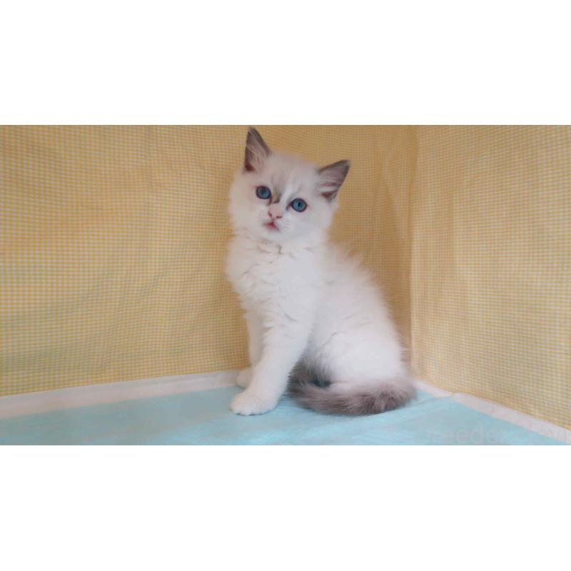 販売中の東京都のラグドール-135798の2枚目