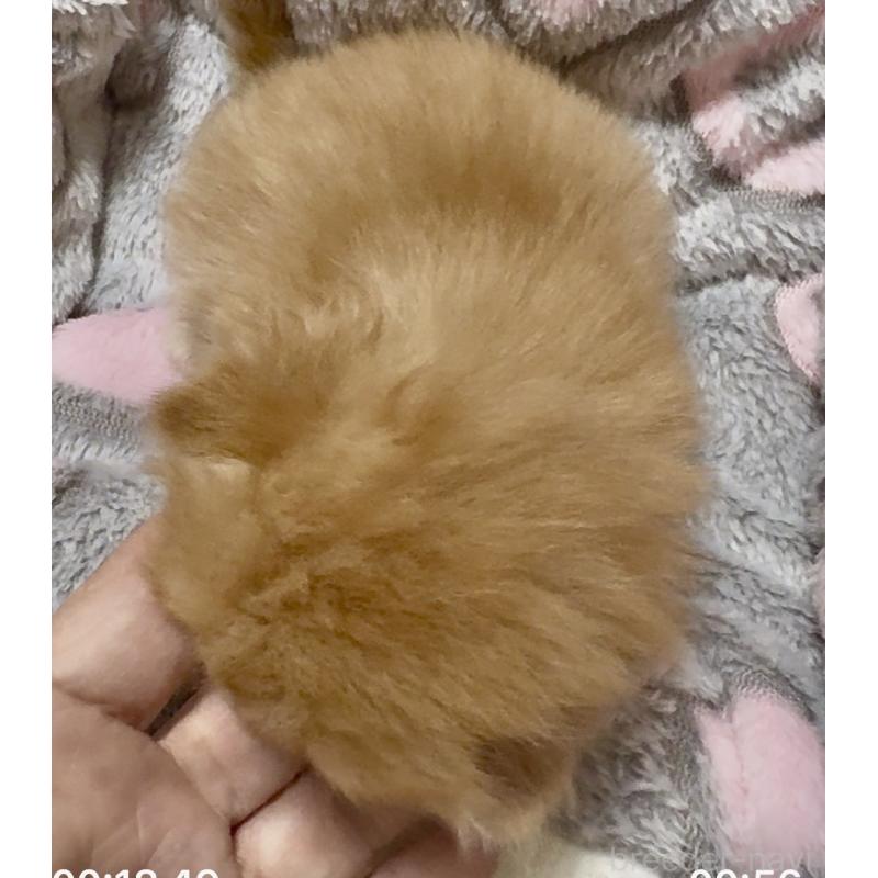 販売中の大阪府のスコティッシュフォールド(折れ耳)-135799の6枚目