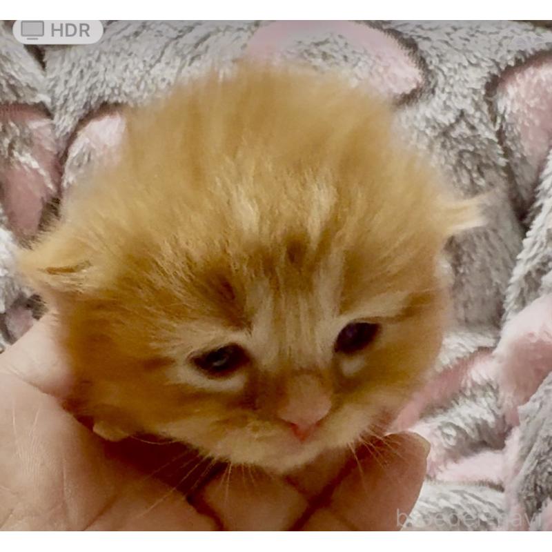 販売中の大阪府のスコティッシュフォールド(折れ耳)-135799の5枚目