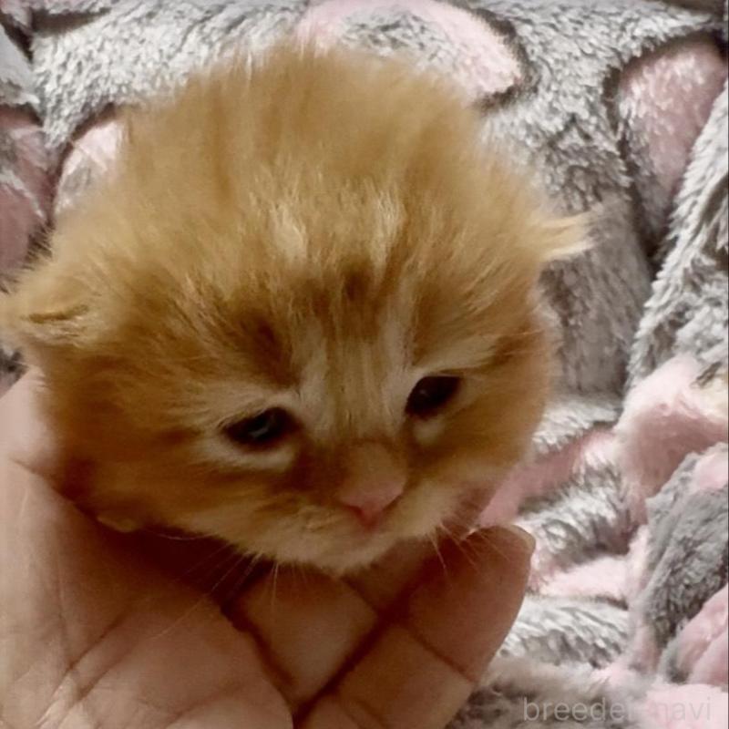 販売中の大阪府のスコティッシュフォールド(折れ耳)-135799の4枚目