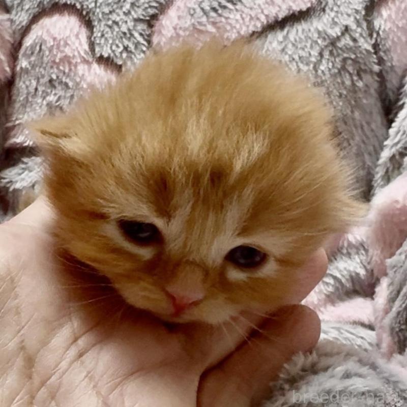 販売中の大阪府のスコティッシュフォールド(折れ耳)-135799の1枚目