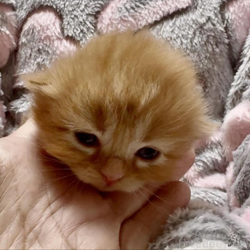 販売中の大阪府のスコティッシュフォールド(折れ耳)-135799の3枚目