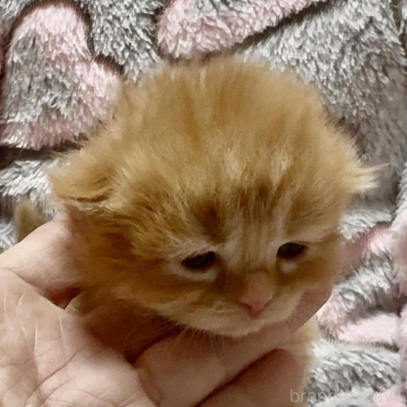 販売中の大阪府のスコティッシュフォールド(折れ耳)-135799の2枚目