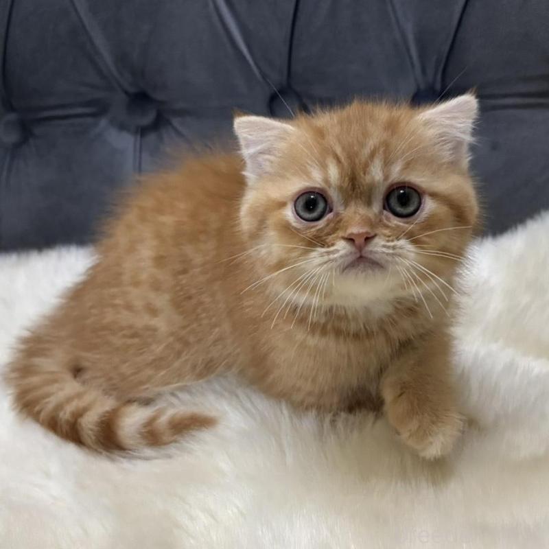 販売中の鹿児島県のスコティッシュフォールド(折れ耳)-135801の8枚目