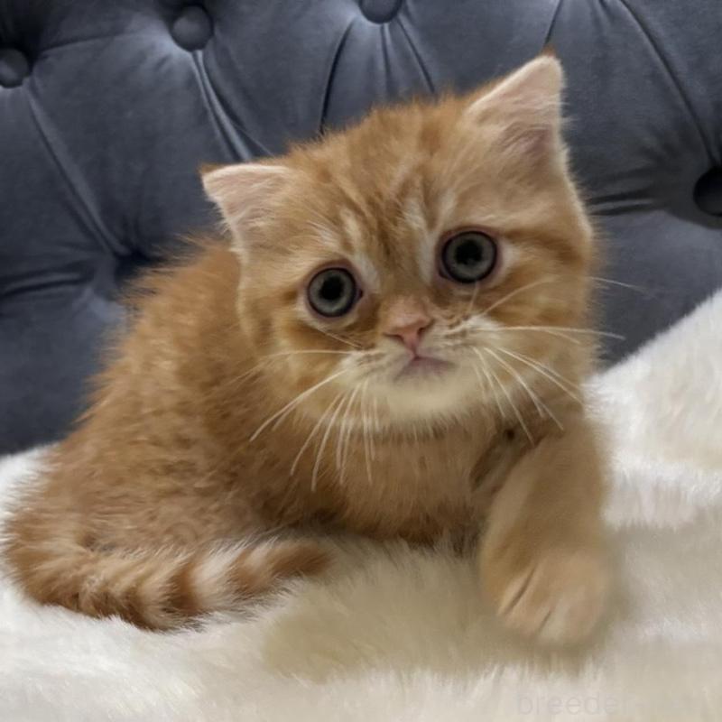 販売中の鹿児島県のスコティッシュフォールド(折れ耳)-135801の1枚目