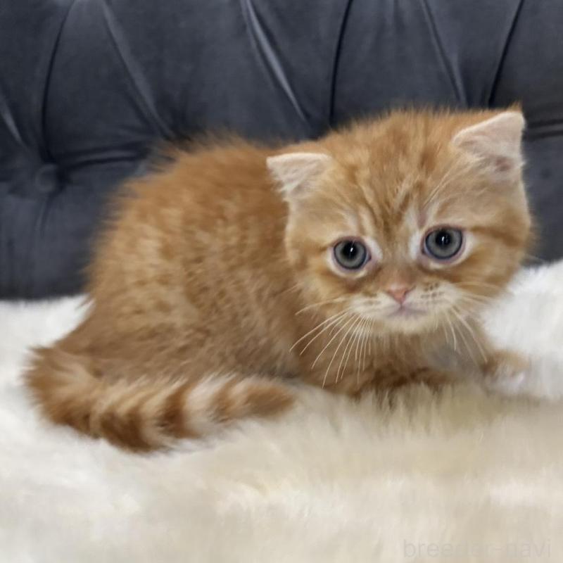 販売中の鹿児島県のスコティッシュフォールド(折れ耳)-135801の7枚目