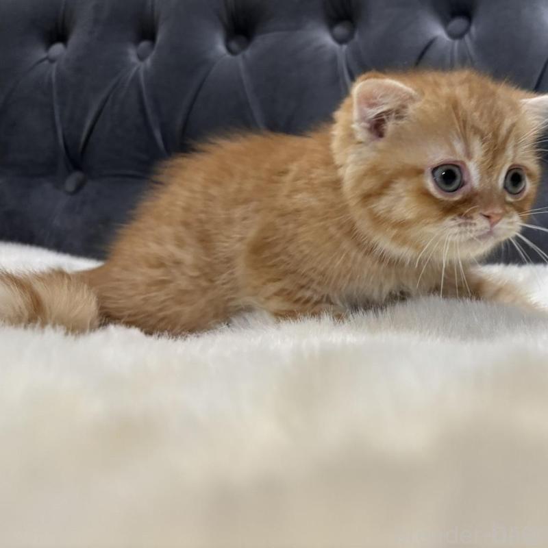 販売中の鹿児島県のスコティッシュフォールド(折れ耳)-135801の6枚目