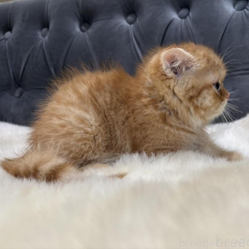 販売中の鹿児島県のスコティッシュフォールド(折れ耳)-135801の5枚目
