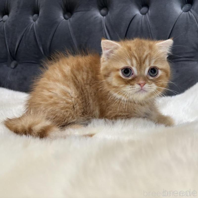 販売中の鹿児島県のスコティッシュフォールド(折れ耳)-135801の4枚目