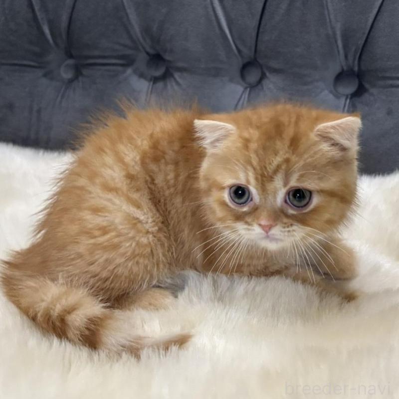 販売中の鹿児島県のスコティッシュフォールド(折れ耳)-135801の3枚目