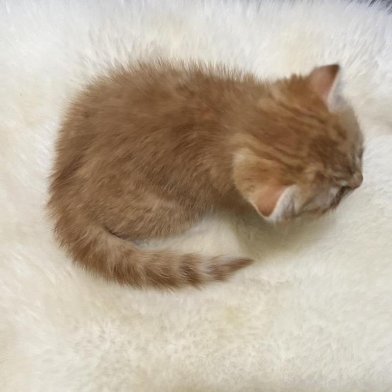 販売中の鹿児島県のスコティッシュフォールド(折れ耳)-135801の2枚目