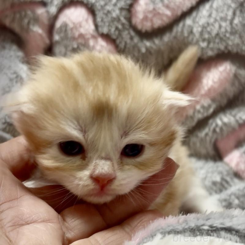 販売中の大阪府のスコティッシュフォールド(折れ耳)-135800の1枚目