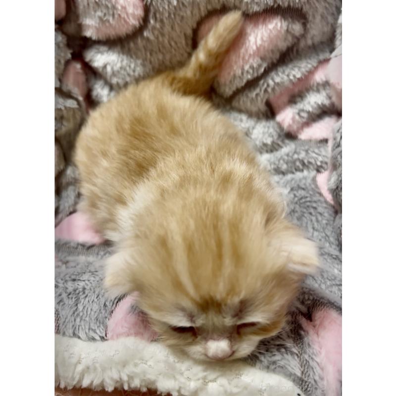 販売中の大阪府のスコティッシュフォールド(折れ耳)-135800の4枚目