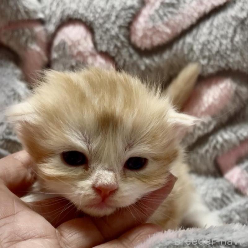 販売中の大阪府のスコティッシュフォールド(折れ耳)-135800の3枚目