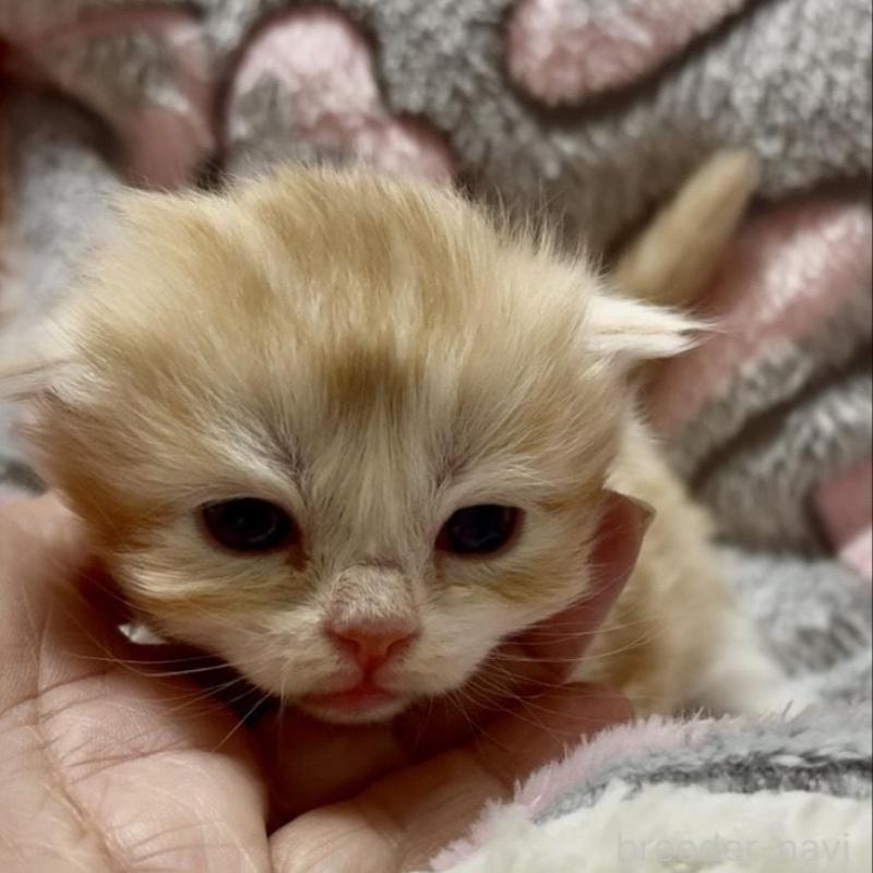 販売中の大阪府のスコティッシュフォールド(折れ耳)-135800の2枚目