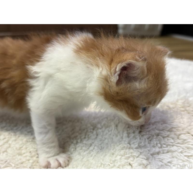 販売中の千葉県のスクーカム-134552の3枚目