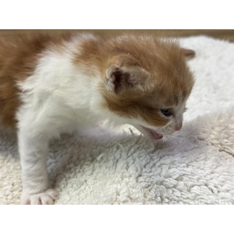 販売中の千葉県のスクーカム-134552の2枚目